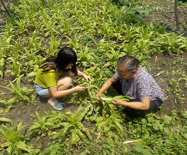 ��������æ�_�y��ժ�Ĳ˲��ϸ���ժ��Ч�ʵ������^������Ϥ��ָ�����ܿ�꠆T���M���ˠ�B��