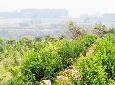 �������ܵ��l(xi��ng)�����ǰ���ӷ��s����������ؚ�F����С����ͨ�^���������(y��u)���Ľ�(j��ng)��(j��)���䣬��׃��ؚ�F��ò������̽۴��S������ɵ��r(n��ng)��@�����S������롭