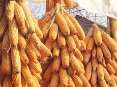 �Ŵ���������֮����