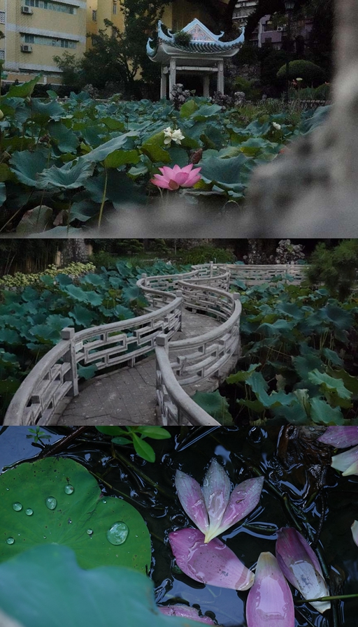 盧廉若公園。人民網 唐佳 攝