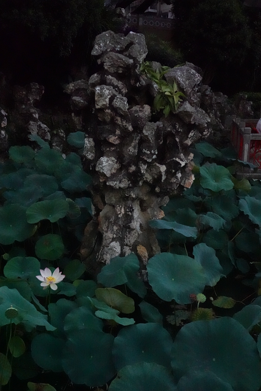 盧廉若公園的假山石。人民網 唐佳 攝