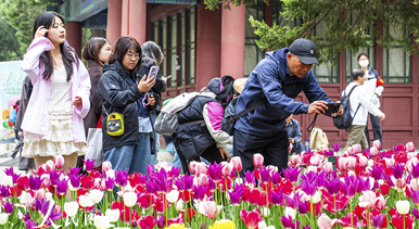 北京：中山公園郁金香盛開(kāi)
