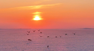 春季到興凱湖來(lái)看鳥(niǎo)