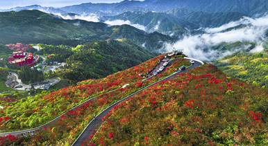 湖南雙牌：杜鵑花開引客來